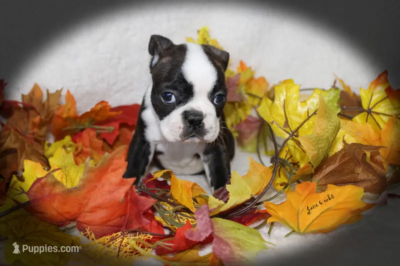 Jace – Boston Terrier puppy for sale in Colorado Springs, CO
