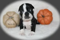 Hank, a male Boston Terrier for sale in Colorado Springs, CO – 4 of 7