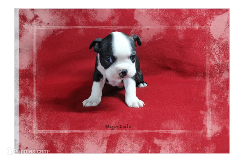 Hagen – Boston Terrier puppy for sale in Colorado Springs, CO