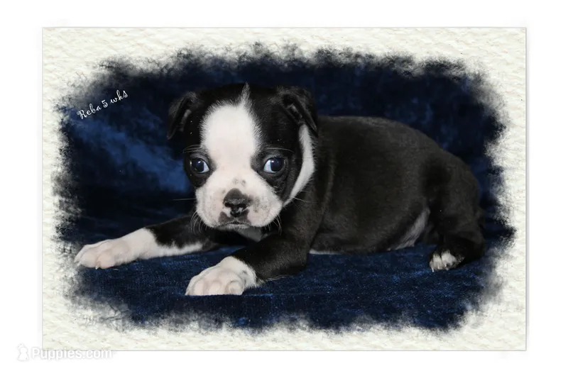 Reba – Boston Terrier puppy for sale in Colorado Springs, CO