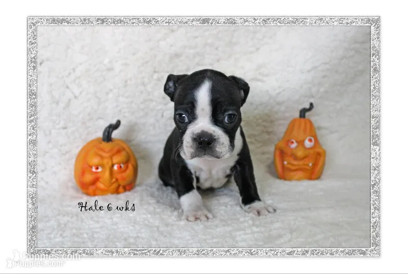 Hale – Boston Terrier puppy for sale in Colorado Springs, CO