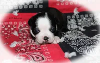 Reba, a female Boston Terrier for sale in Colorado Springs, CO – 5 of 9