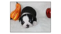 Reba, a female Boston Terrier for sale in Colorado Springs, CO – 2 of 9