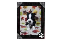 Hal, a male Boston Terrier for sale in Colorado Springs, CO – 4 of 10