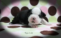 Hagen, a male Boston Terrier for sale in Colorado Springs, CO – 3 of 10