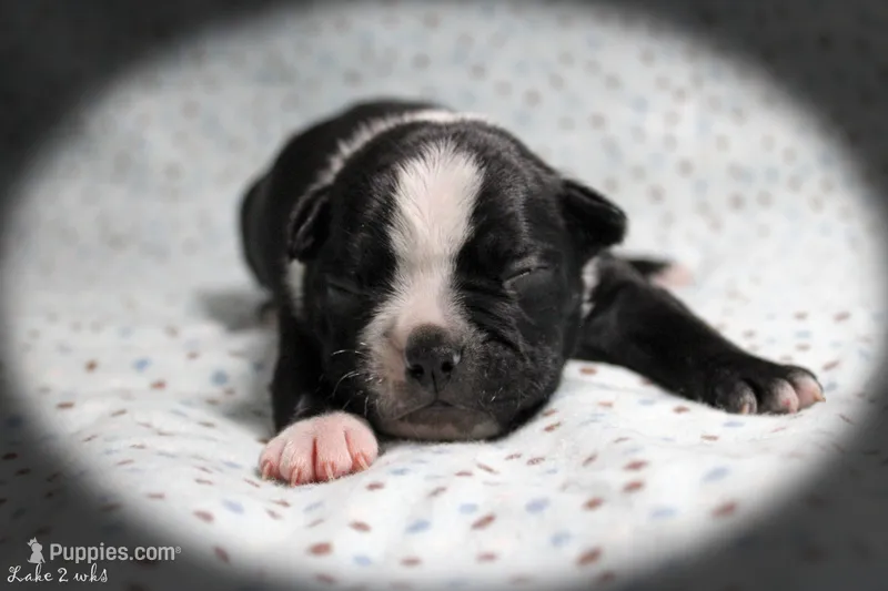Lake – Boston Terrier puppy for sale in Colorado Springs, CO