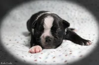 Lake, a male Boston Terrier for sale in Colorado Springs, CO – 1 of 10