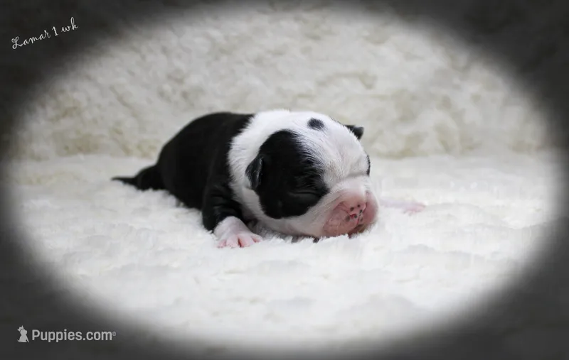 Lamar – Boston Terrier puppy for sale in Colorado Springs, CO