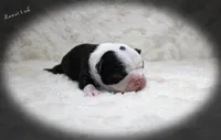 Lamar, a male Boston Terrier for sale in Colorado Springs, CO – 1 of 10
