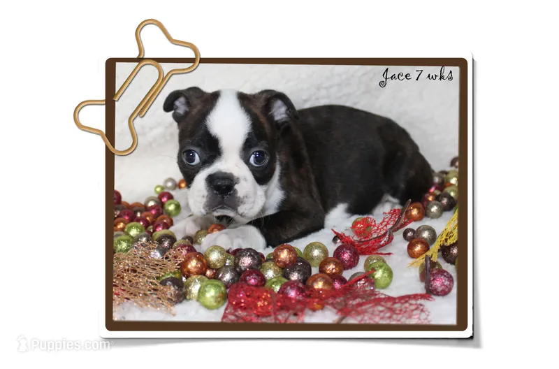 Jace – Boston Terrier puppy for sale in Colorado Springs, CO