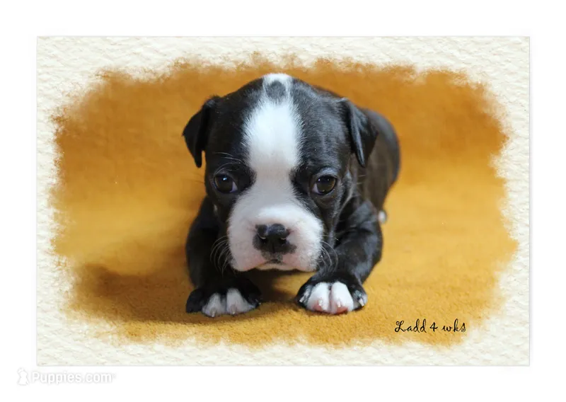 Ladd – Boston Terrier puppy for sale in Colorado Springs, CO