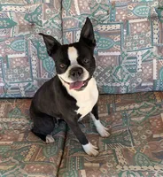 Lacy, a female Boston Terrier for sale in Colorado Springs, CO – 5 of 10