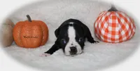 Hatti, a female Boston Terrier for sale in Colorado Springs, CO – 5 of 7