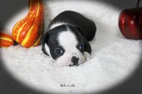 Reba, a female Boston Terrier for sale in Colorado Springs, CO – 4 of 9