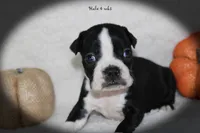 Hale, a male Boston Terrier for sale in Colorado Springs, CO – 7 of 8