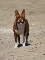 Rose, a female Boston Terrier for sale in Colorado Springs, CO – 3 of 5