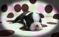 Halton, a male Boston Terrier for sale in Colorado Springs, CO – 2 of 10