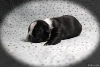 Lake, a male Boston Terrier for sale in Colorado Springs, CO – 3 of 10