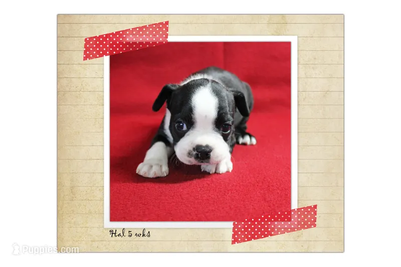 Hal – Boston Terrier puppy for sale in Colorado Springs, CO