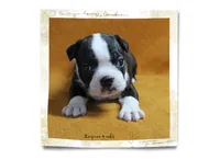 Layne, a female Boston Terrier for sale in Colorado Springs, CO – 2 of 10