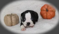 Harley, a female Boston Terrier for sale in Colorado Springs, CO – 9 of 9