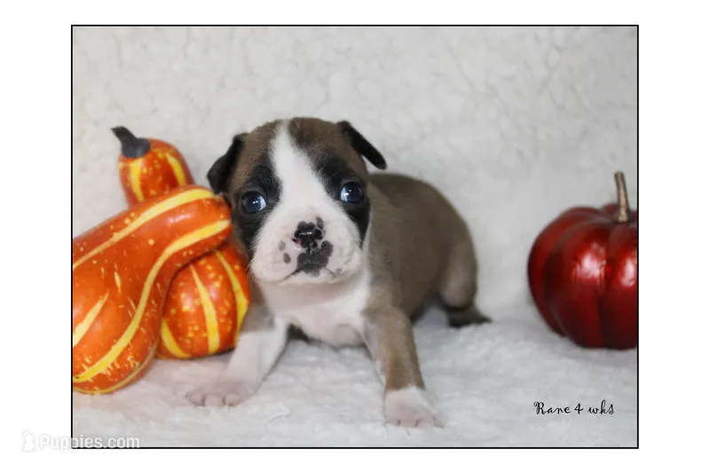 Rane – Boston Terrier puppy for sale in Colorado Springs, CO