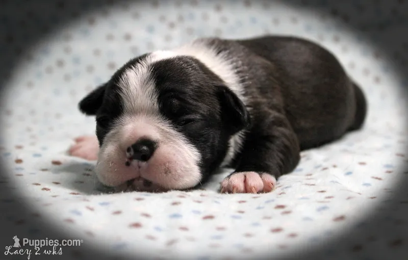 Lacy – Boston Terrier puppy for sale in Colorado Springs, CO
