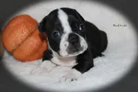 Hank, a male Boston Terrier for sale in Colorado Springs, CO – 5 of 7