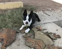 Rane, a female Boston Terrier for sale in Colorado Springs, CO – 5 of 6