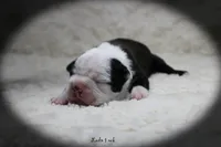 Lado, a male Boston Terrier for sale in Colorado Springs, CO – 3 of 10