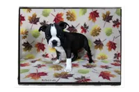 Halbert, a male Boston Terrier for sale in Colorado Springs, CO – 2 of 10