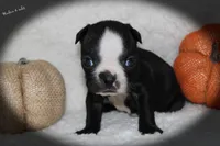 Haden, a male Boston Terrier for sale in Colorado Springs, CO – 6 of 8