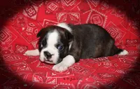 Jade, a female Boston Terrier for sale in Colorado Springs, CO – 3 of 6