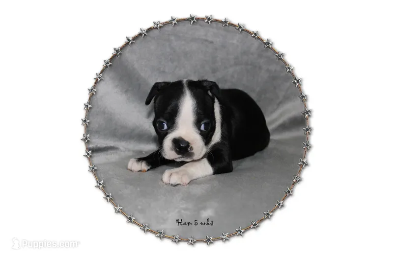 Ham – Boston Terrier puppy for sale in Colorado Springs, CO
