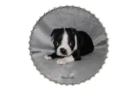 Ham, a male Boston Terrier for sale in Colorado Springs, CO – 1 of 7
