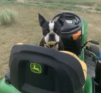 Lake, a male Boston Terrier for sale in Colorado Springs, CO – 6 of 10