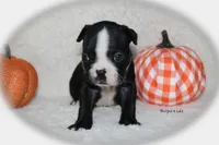 Harper, a female Boston Terrier for sale in Colorado Springs, CO – 7 of 8