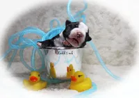 Ladd, a male Boston Terrier for sale in Colorado Springs, CO – 2 of 10