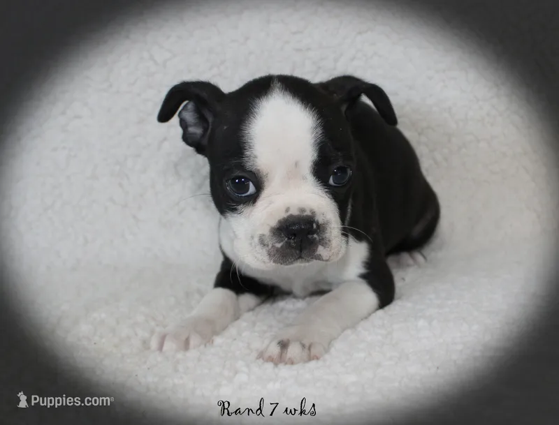 Rand – Boston Terrier puppy for sale in Colorado Springs, CO