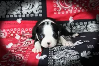 Ravon, a female Boston Terrier for sale in Colorado Springs, CO – 2 of 6