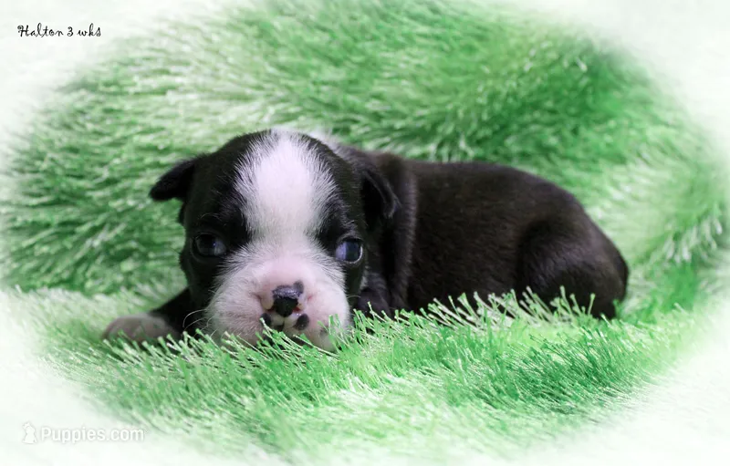 Halton – Boston Terrier puppy for sale in Colorado Springs, CO