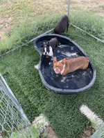 Rose, a female Boston Terrier for sale in Colorado Springs, CO – 4 of 5