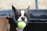 Hagen, a male Boston Terrier for sale in Colorado Springs, CO – 9 of 10