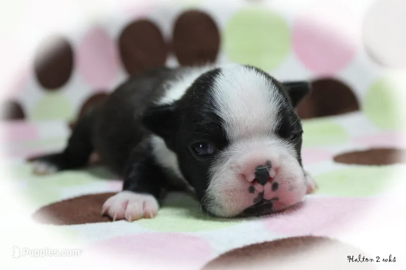 Halton – Boston Terrier puppy for sale in Colorado Springs, CO
