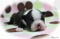 Halton, a male Boston Terrier for sale in Colorado Springs, CO – 1 of 10