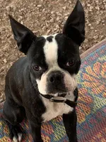 Laynee, a female Boston Terrier for sale in Colorado Springs, CO – 7 of 10