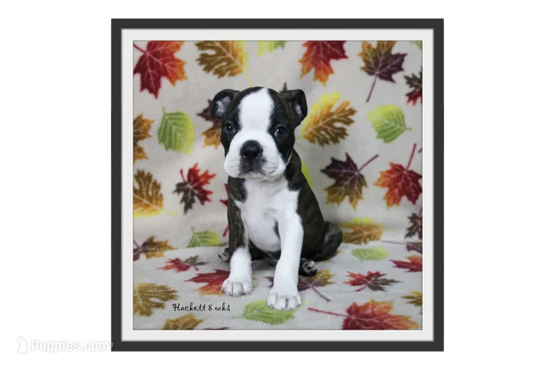 Hackett – Boston Terrier puppy for sale in Colorado Springs, CO