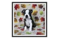 Hackett, a male Boston Terrier for sale in Colorado Springs, CO – 1 of 10