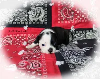 Rae, a female Boston Terrier for sale in Colorado Springs, CO – 3 of 6