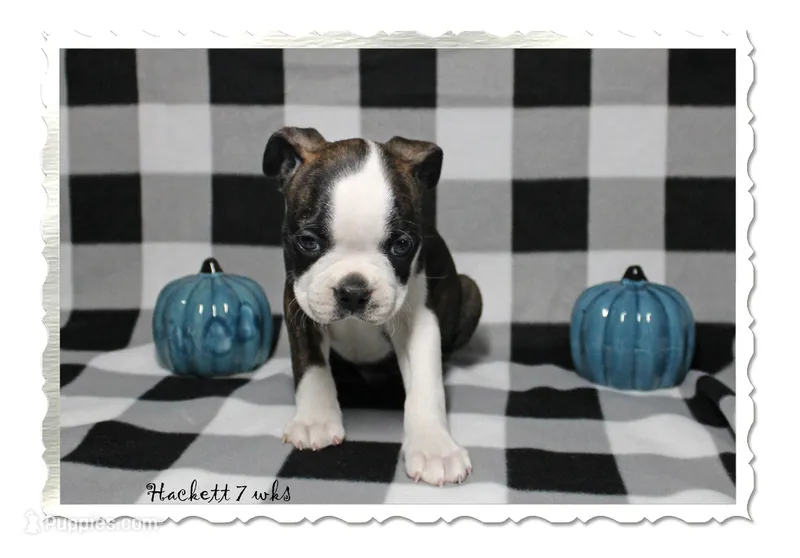 Hackett – Boston Terrier puppy for sale in Colorado Springs, CO